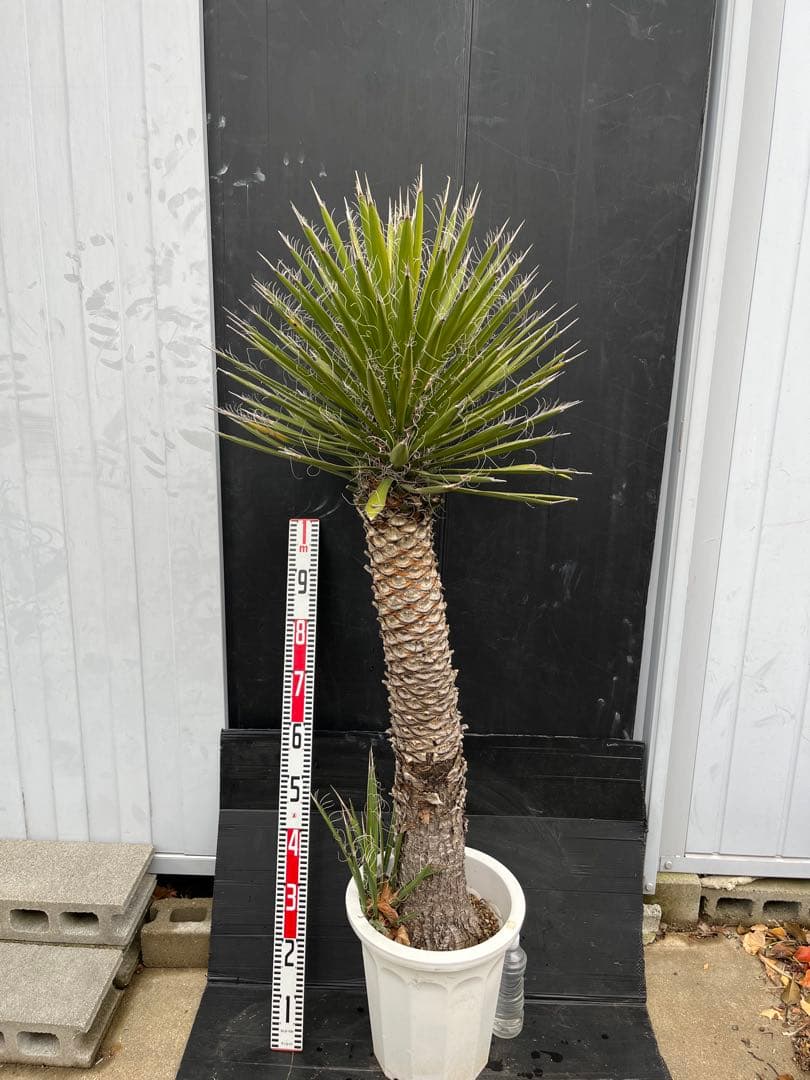 極太　特大　ユッカ フィリフェラ　子株付き約100cm 観葉植物 ユッカ フィリフェラ 苗 販売 苗木部 By 花ひろばオンライン