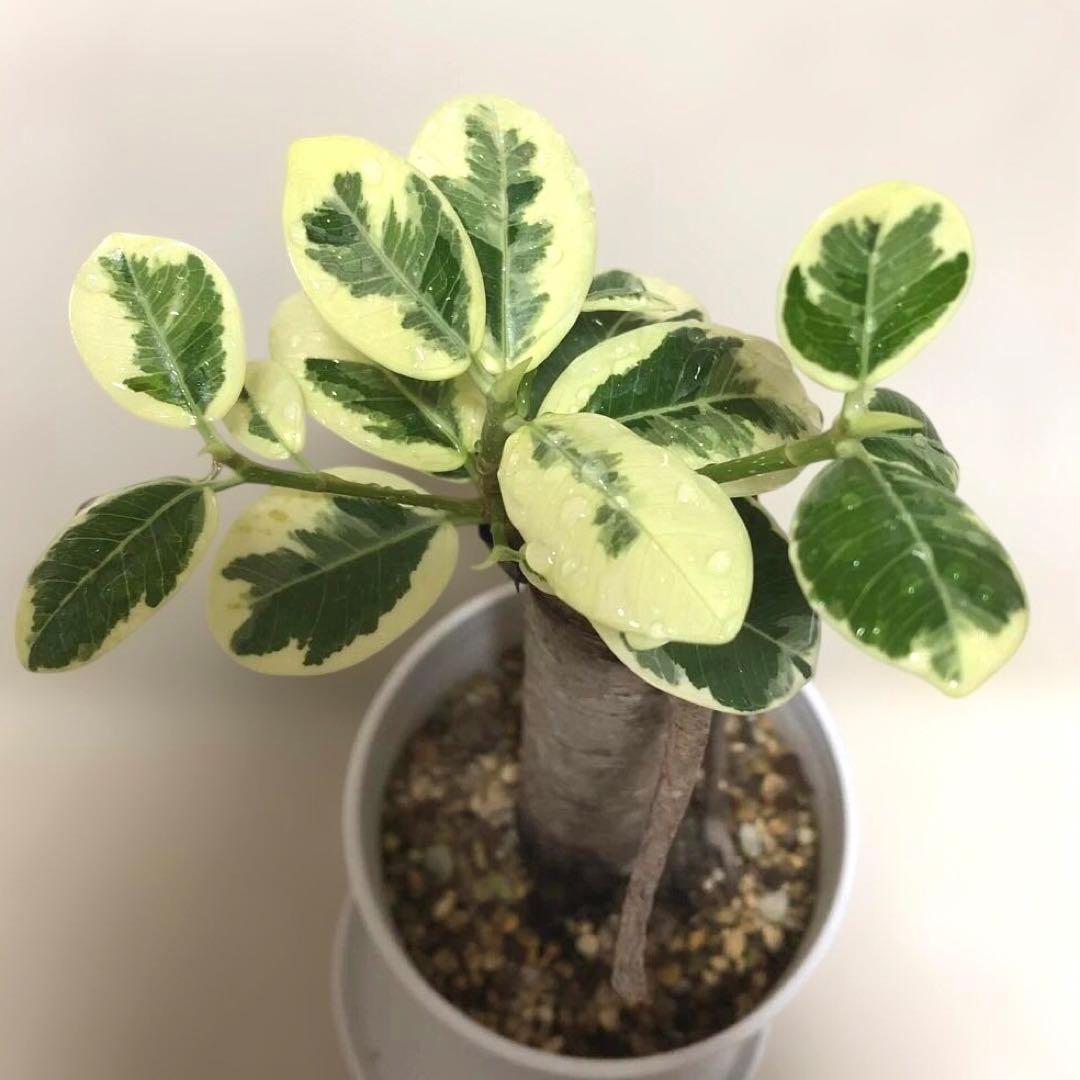 【❤︎…❤︎】　パンダ　ガジュマル　斑入り　接木 沖縄育ちの植物セット・ガジュマル接木 × アロカシア・オドラ × パンダ