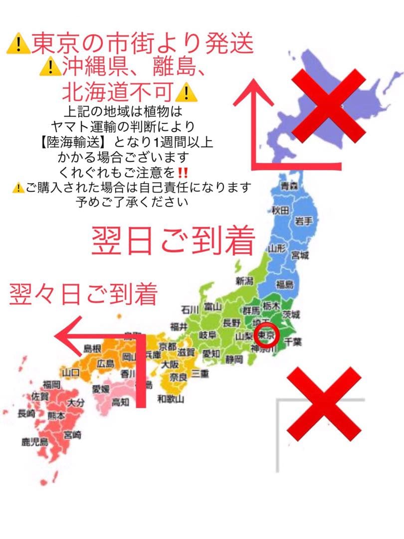 幸運木【森で完全野生化 ユッカ グロリオサ/アツバキミガヨラン