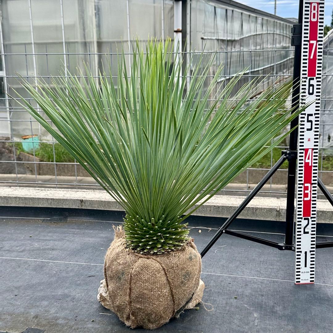 ユッカ ロストラータ（樹高:約69cm）oct53