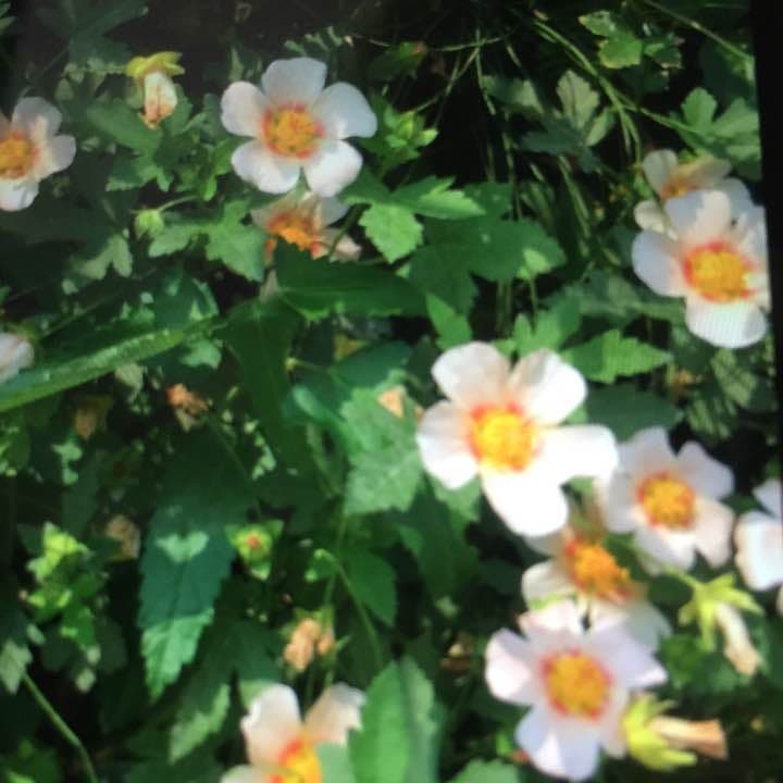 マルバストラム   確認用です（╹◡╹）♡ 楽天市場】マルバストラム : おぎはら植物園