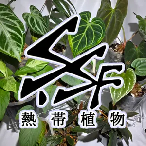 熱帯植物 苺タグ付 アグラオネマ ピクタム ネームド交配 - メルカリ