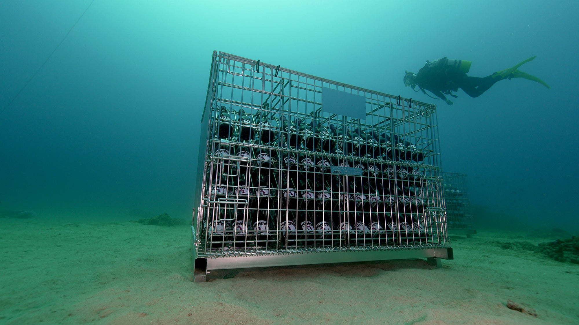 世界自然遺産・奄美大島の海で造るサステナブルな「海底熟成ワイン