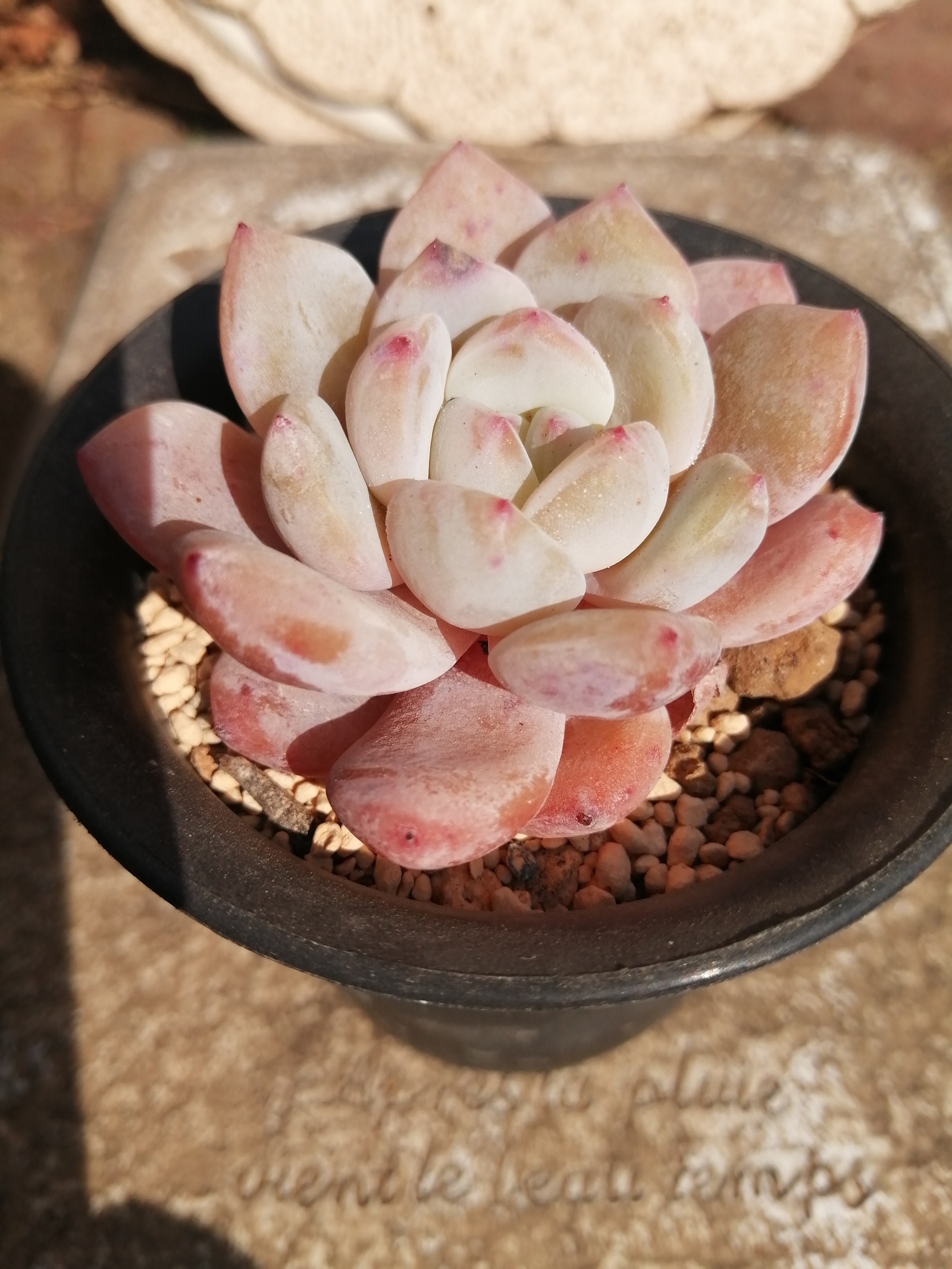 ピンクラウリンゼ エケベリア 多肉永遠苗 多肉植物 - TANIKUTOHA'S
