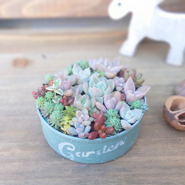 リメイク鉢のちまちま多肉植物寄せ☆ツナ缶リメイク - 小さなお庭の多