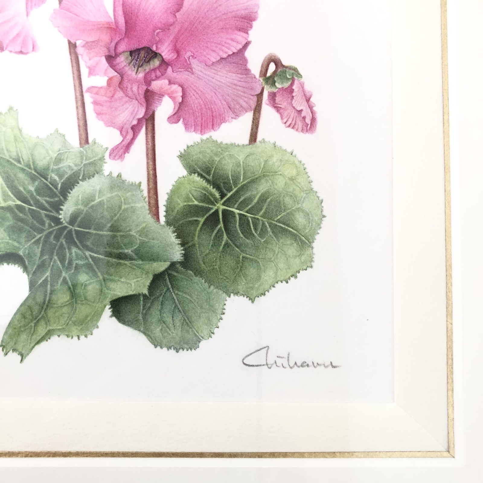 シクラメン」原画【ボタニカルアート/植物画/水彩画/ピンク系/草木花の