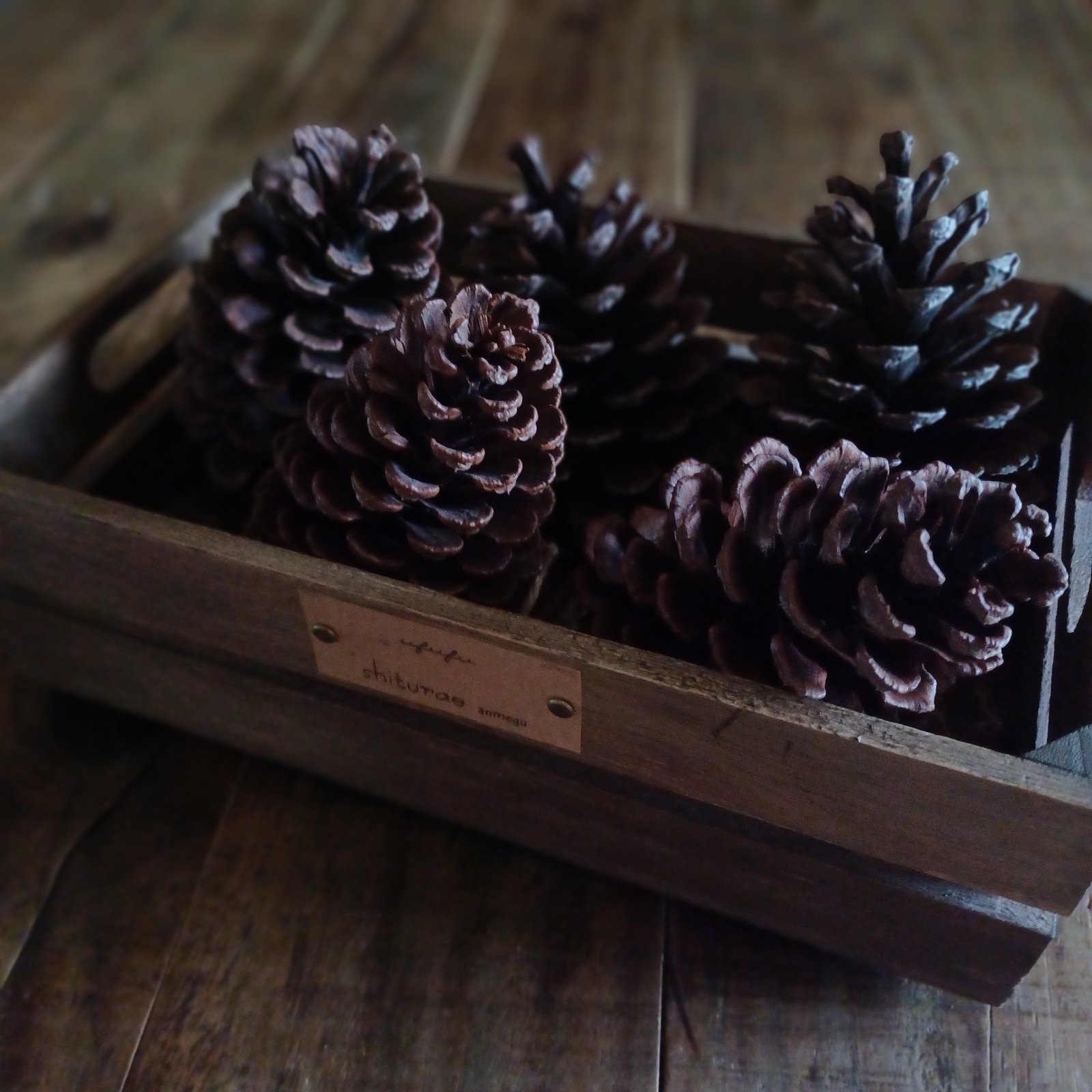 ɴᴇᴡ 魔女の棲む森 ～ Cadeau de la Sorcière ～ Pinus lambertiana