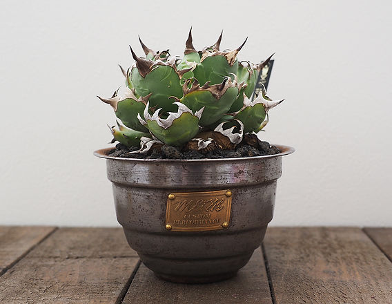 我が家の植物たち》No.1／アガベ チタノタ 姫厳竜 | Resistance Design