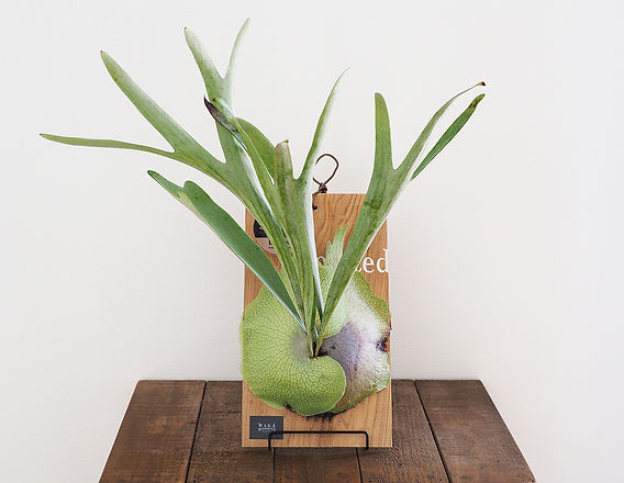 我が家の植物たち》No.2／ビカクシダ ベイチー（ビーチー