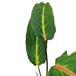 Homalomena Care, Facts and Varieties | Foliage Factory 2/2