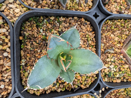 Agave titanota 