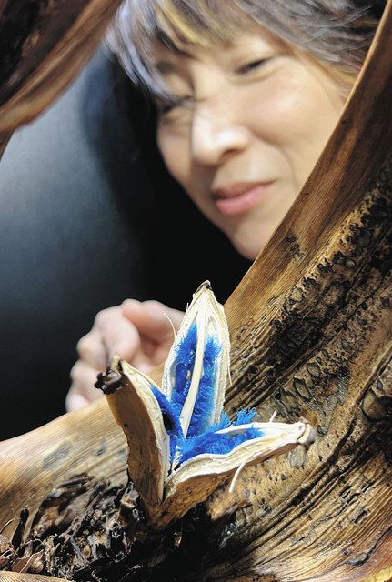 旅人の木からの贈り物 コバルトブルー色の種公開 とちぎ花センター