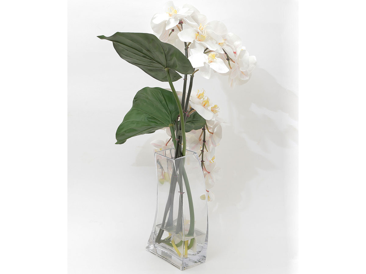 EMILIO ROBBA PHALAENOPSIS / エミリオロバ ファレノプシス #101682