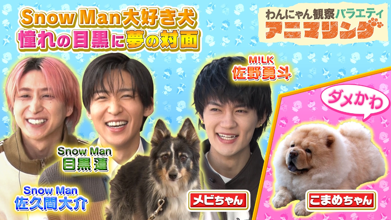 わんにゃん観察バラエティ アニマリング 3月14日(金)放送分 Snow Man
