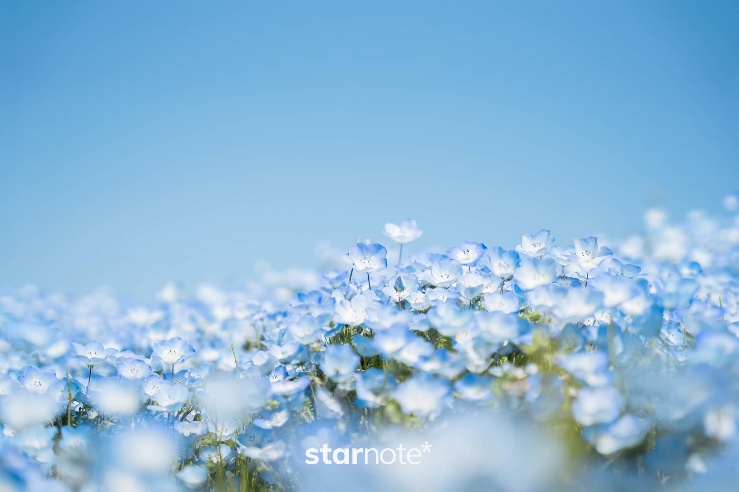 青一色に染まる丘を見に、国営ひたち海浜公園へ。 - starnote*