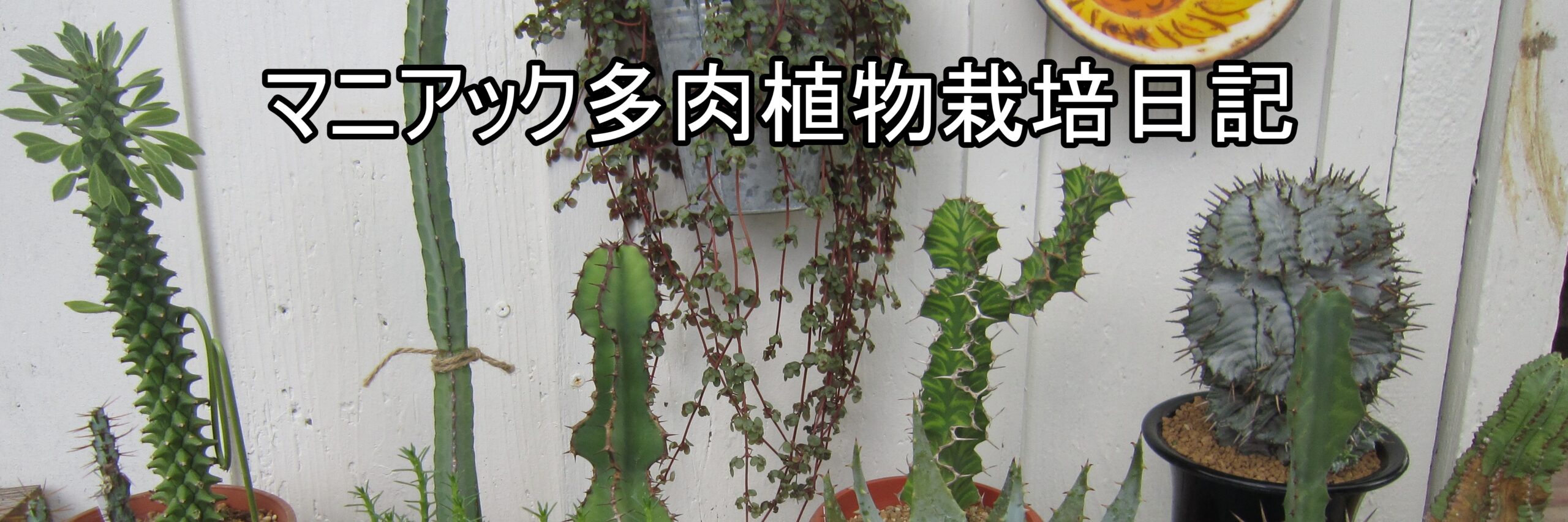 デカリアマダガスカリエンシス（ジグザグの木）挿し木増殖体験記
